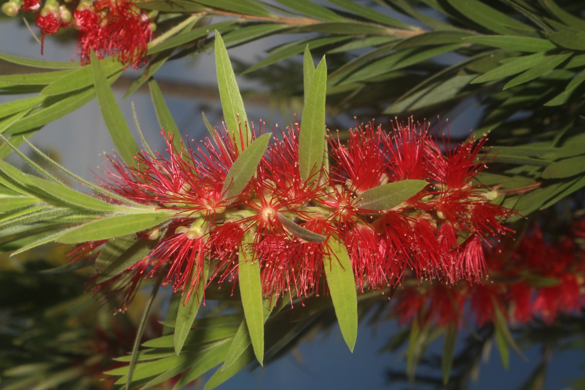 Melaleuca viminalis (Sol. ex Gaertn.) Byrnes